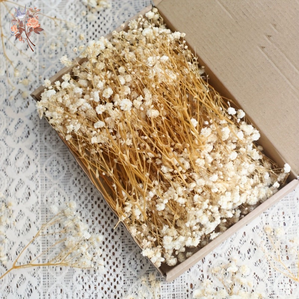 Craft Embellishment - 100 szt. Mini Suszone Kwiaty Gipsówki